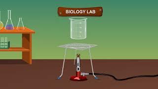 TO STUDY THE POLLEN TUBE GROWTH IN STIGMA