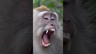 Monkey #anime #travel #nature #genshinimpact #automobile #farming #phonk #sky #smartphone