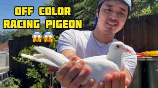 Bloodline ng 1200km champion dito sa New Zealand ang ganda Pure White #unoloftpigeonracing