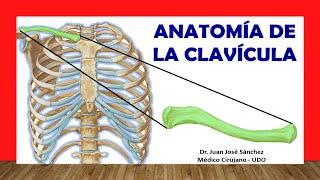  Anatomia de la CLAVÍCULA, ¡Fácil, Rápida y Sencilla!