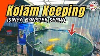 Review Kolam Terpal D2 untuk keeping ikan koi | Jadi super jumbo dan bulky boskuu‼️