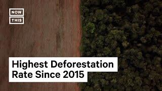 Deforestation Threatens The Cerrado, South America’s Largest Savanna