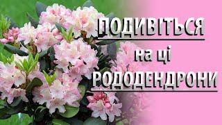 ЯКИЙ має ВИГЛЯД Рододендрони після ЦВІТІННЯ??? #садівництво #рододендрон #квіти