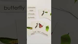 The life cycle of a butterfly #montessori #loveoflearning #lifecycles #montessorischool #zoology