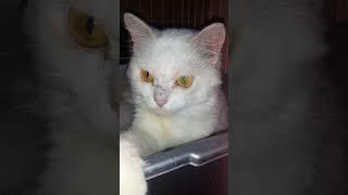 Cute white cat  #shorts #short #youtubeshorts