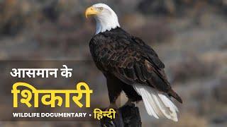 Sky Hunter - हिन्दी डॉक्यूमेंट्री | Wildlife documentary in Hindi