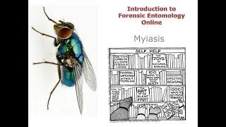 10 5 Myiasis Introduction