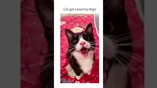 Cat got raised by Dogs….