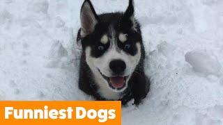 Very Best of Funny Dogs | Funny Pet Videos