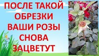 КАК ОБРЕЗАТЬ РОЗУ ПОСЛЕ ЦВЕТЕНИЯ ЛЕТОМ чтобы снова зацвела. Обрезка роз летом. Как выращивать розы.