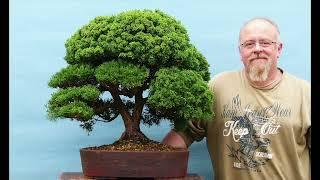 Pruning & Styling Juniper Bonsai by Graham Potter