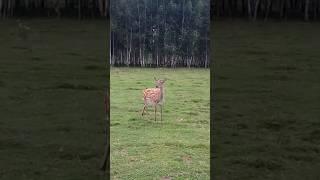 Жизнь оленей в Калязине