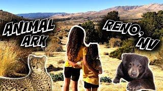 CHEETAH, MOUNTAIN LION AND BLACK BEARS!!!| ANIMAL ARK In RENO, NV| FAMILY FUN DAY!