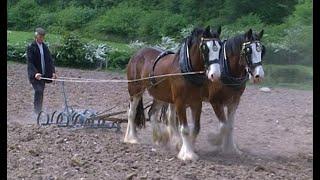 Farming Oats in Ireland - Vintage Tractor Documentary