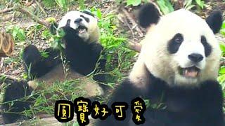 圓寶靠在山坡吃東西，模樣好可愛|熊貓貓熊The Giant Panda Yuan Yuan and Yuan Bao|台北市立動物園