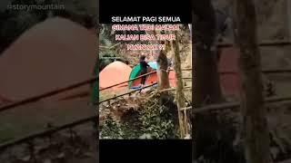 ternyata ini,pasangan viral mesum di tenda