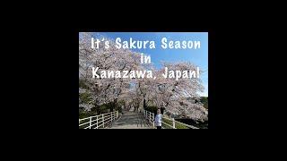 Sakura Season, Kanazawa, Ishikawa, Japan 2023