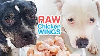 pit bulls vs raw chicken upper wings [ASMR] 動物の咀嚼音