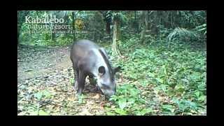 Kabalebo Nature Resort - animal spotting