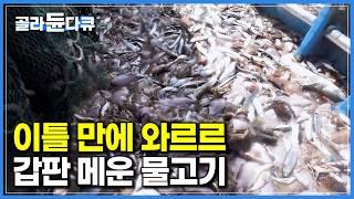 바다 한가운데 2,000m 대형 그물 투하, 이틀 만에 갑판 가득 쏟아진 물고기｜만선 약속 지킨 선장님｜저인망 가자미잡이｜극한직업｜#골라듄다큐