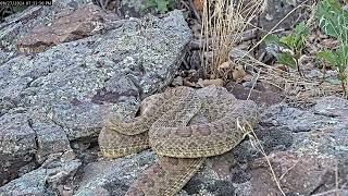 The male rattlesnake is "Never Never Gonna Give Up"