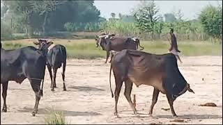 bull race || village culture tv || village life in punjab || desi mahool || village routine