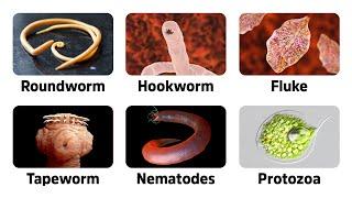 9 Warning Signs of Parasites