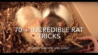 70 + Incredible Rat Tricks