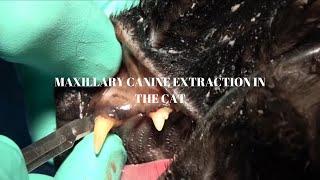 Veterinary Dentist EXPLAINS Tooth Extraction of a Maxillary Canine in a Cat