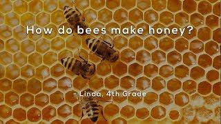 How do bees make honey?