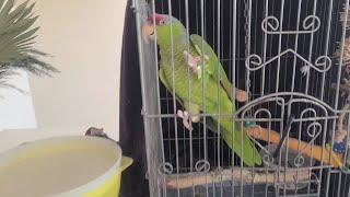 Parrot supervises Cannon Carpet Cleaning! #investinyourself #vlm #asmr