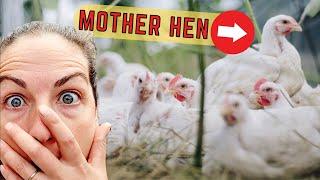 Look At All Those Chickens!  Wild Forest Chickens Caught On Camera - REOLINK