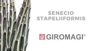 Senecio stapeliiformis from GIROMAGI ITALY