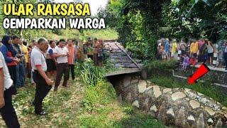 GEGER !! Ular Raksasa Muncul Di Jembatan Keramat Ditemukan Warga Nganjuk Jawa Timur