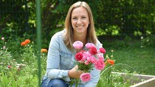 How To Grow Ranunculus. Soaking, Presprouting, Planting, Covering, Harvest // Northlawn Flower Farm