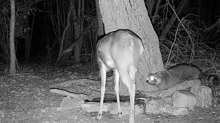 A raccoon and a little buck have "a moment":  "Who knew deer had such soft lips?"