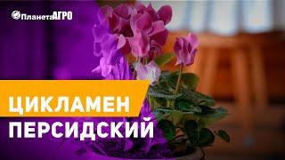  Цикламен Персидский   Садовые цветы  Цикламен от Планета Агро