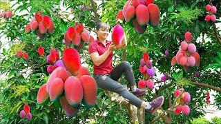 Harvesting Mango Goes To Market Sell, Grow Vegetable | Phuong Daily Harvesting