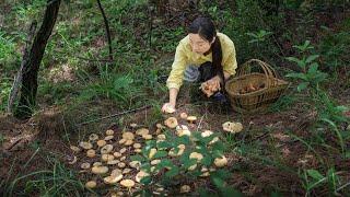 Healthy ingredients in nature, wild mushrooms｜野小妹wild girl