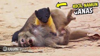 TOP 10 Momen Brutal Martens Ketika Membunuh dan Memakan mangsanya