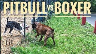 Pit bull vs Boxer dog attack