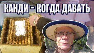 Почему канди без меда  лучше Подкормка пчел канди