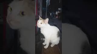 KUCING TIGA WARNA