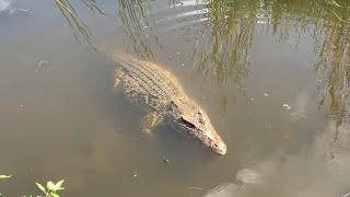 Живой крокодил в реке в Подмосковье
