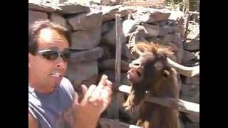 Very funny a man argues with spitting goat