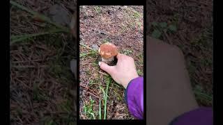 Beautiful mushrooms from Eastern Europe #funghi #porcini #boletus #grzyby #гриби