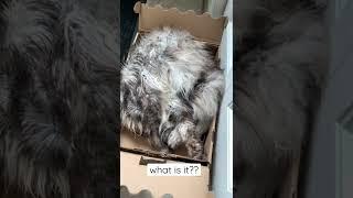 Majestic and Adorable Polydactyl Maine Coon Cat | Sleeping in a Box | # shorts