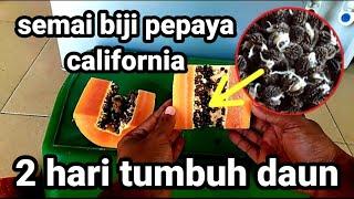 How to sow california papaya seeds || calina