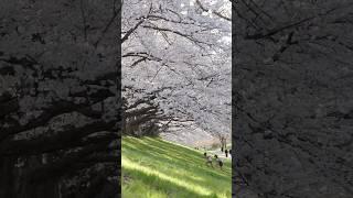 Unbelievable Sights: Japan's Giant Cherry Blossoms