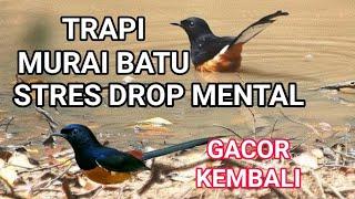 terapi murai batu stres drop mental